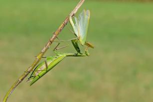 accoppiamento 7.jpg